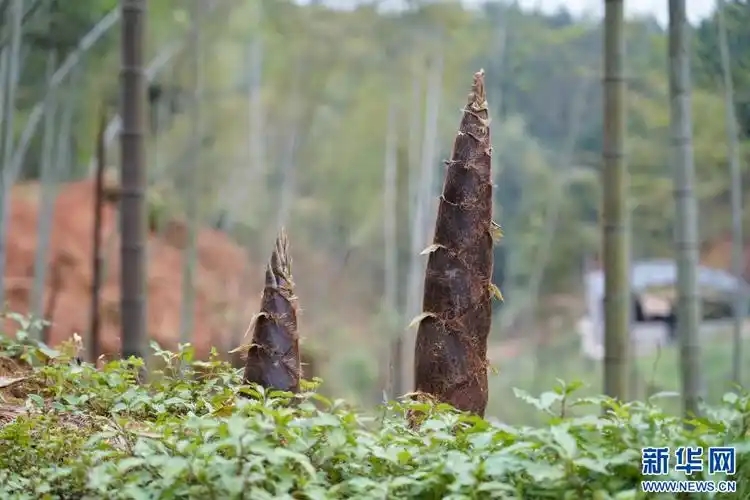 **筍友當(dāng)心吃錯(cuò)傷身